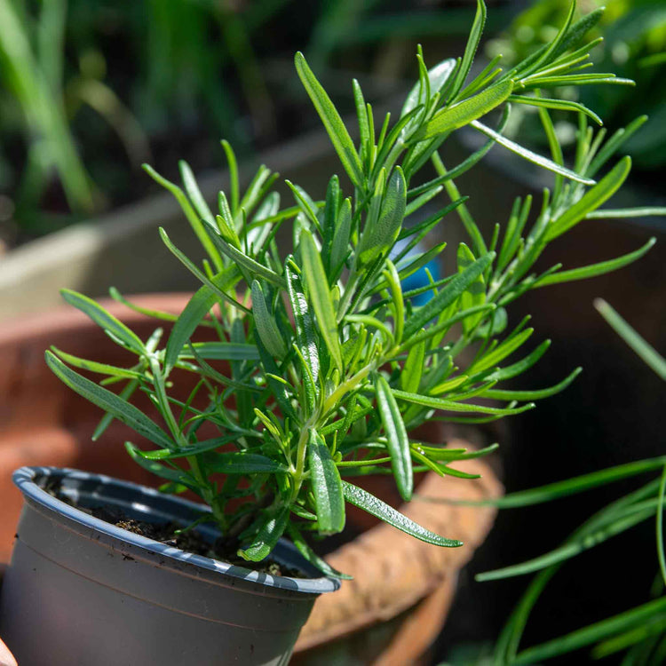 Rosemary Plant 'Salvia Rosmarinus'