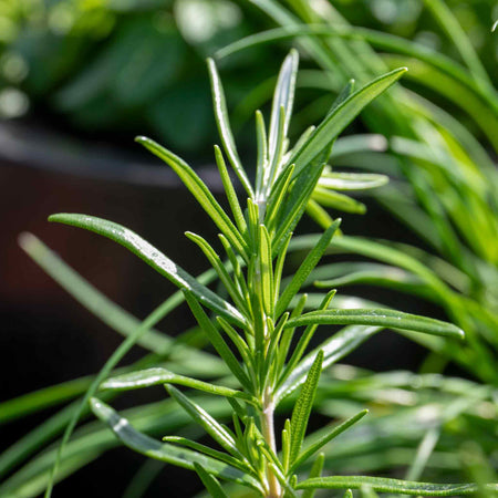 Rosemary Plant 'Salvia Rosmarinus'