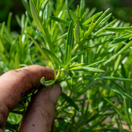 Rosemary Plant 'Salvia Rosmarinus'