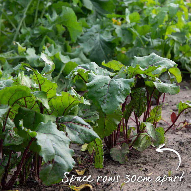Beetroot Seeds 'Boltardy'