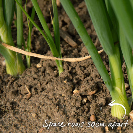 Onion Plant 'Sturon'