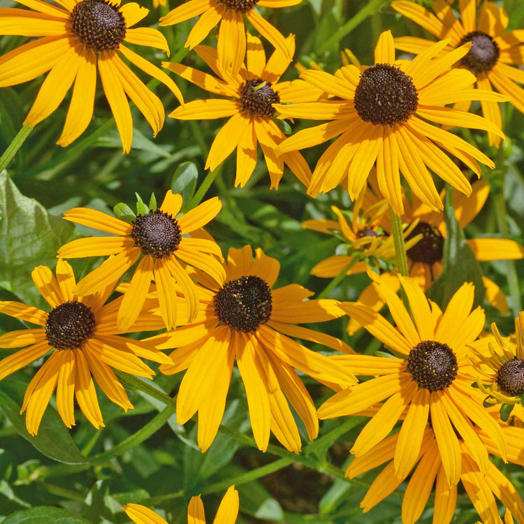 Rudbeckia Plant 'Goldsturm'