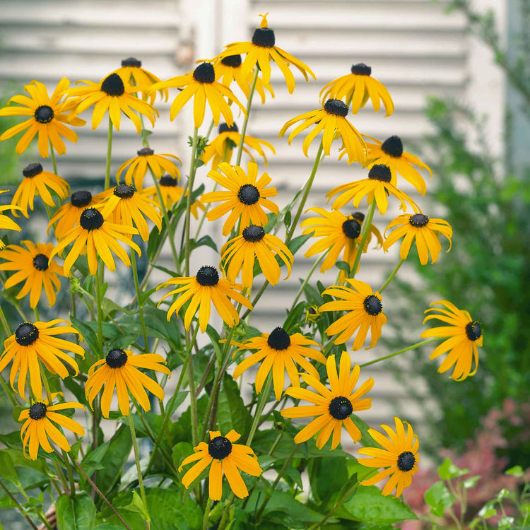 Rudbeckia Plant 'Goldsturm'