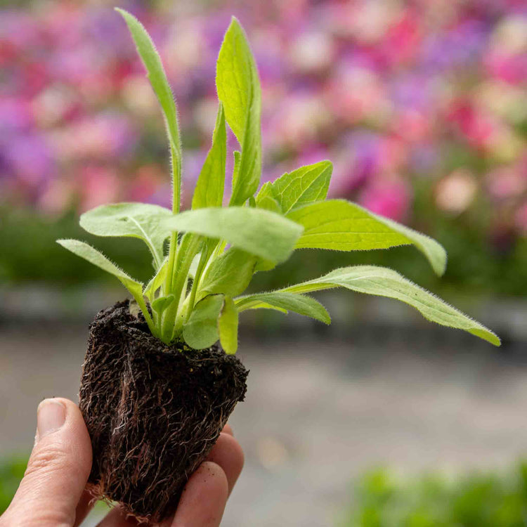 Rudbeckia Plant 'Goldsturm'