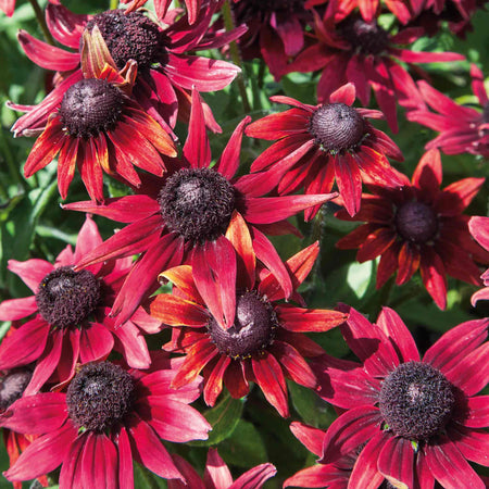 Rudbeckia Plant 'Cherry Brandy'