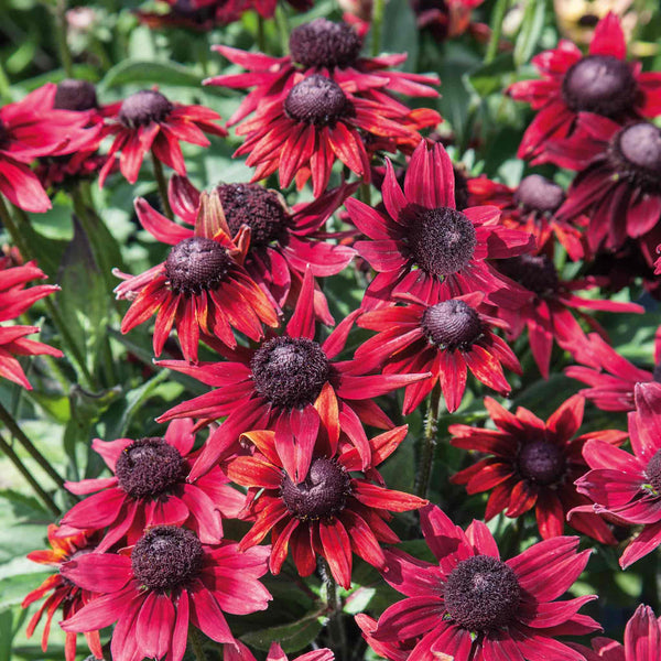 Rudbeckia Plant 'Cherry Brandy'