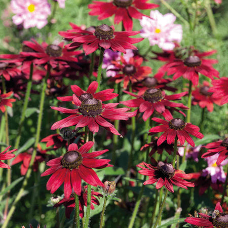 Rudbeckia Plant 'Cherry Brandy'