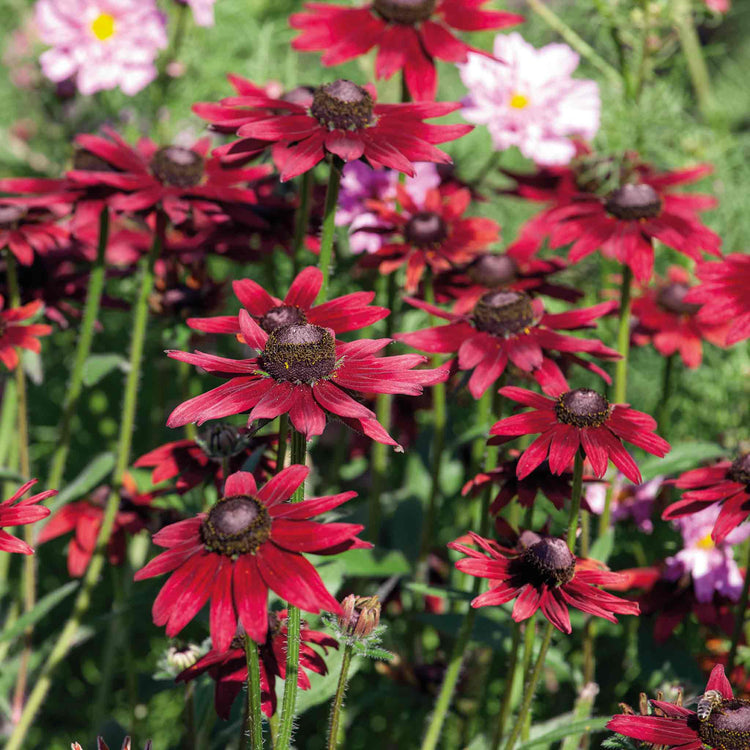 Rudbeckia Plant 'Cherry Brandy'