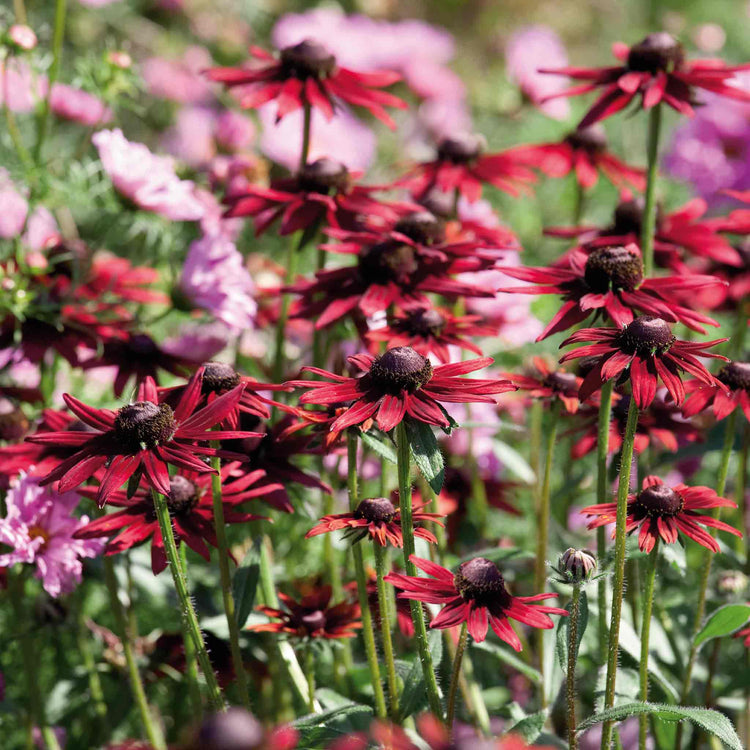 Rudbeckia Plant 'Cherry Brandy'