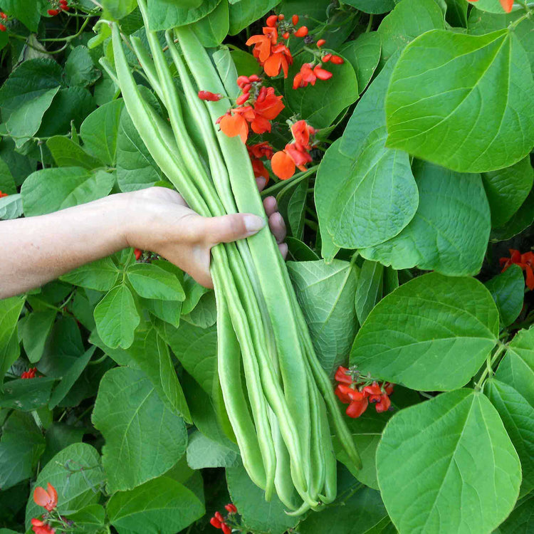 Runner Bean Plant 'Bench Master'