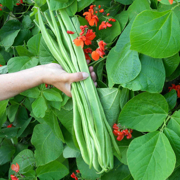 Runner Bean Plant 'Bench Master'