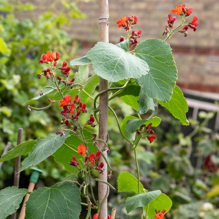 Runner Bean Plant 'Firestorm' and 'Stardust'