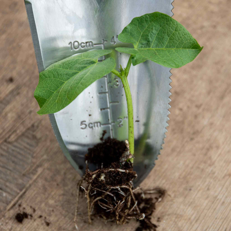 Runner Bean Plant 'Bench Master'