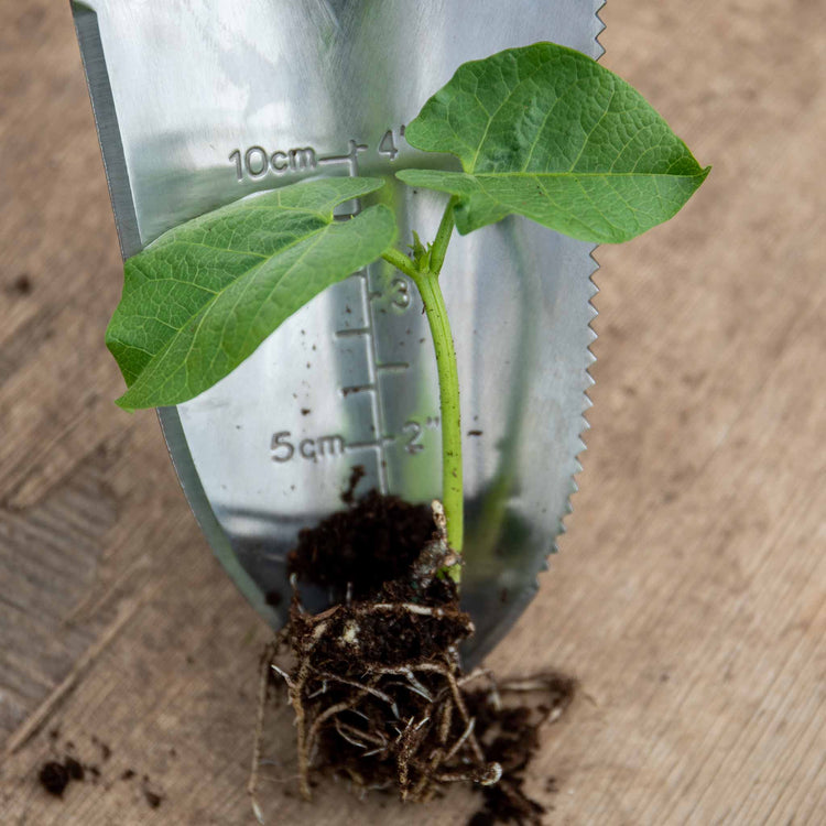 Runner Bean 'Firestorm' Seedlings - May Despatch