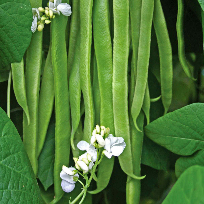 Runner Bean Plant 'Stardust'