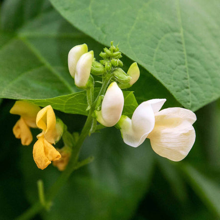 Runner Bean Plant 'Stardust'
