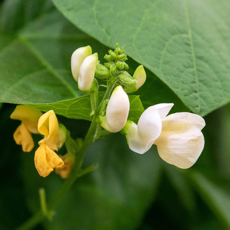 Runner Bean Plant 'Stardust'