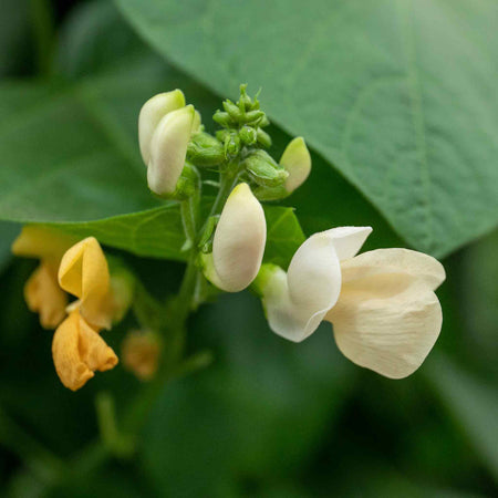 Runner Bean Plant 'White Lady'