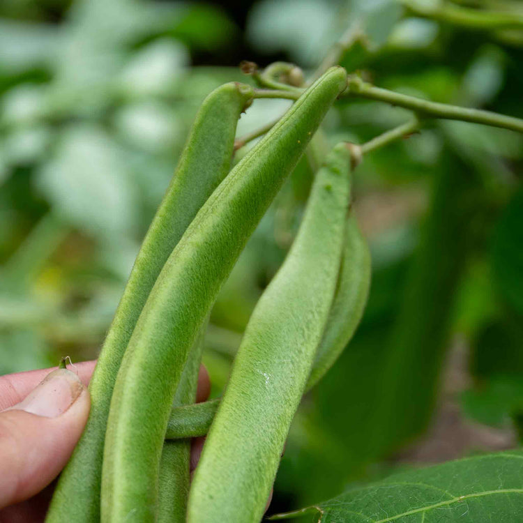 Runner Bean Plant 'White Lady'