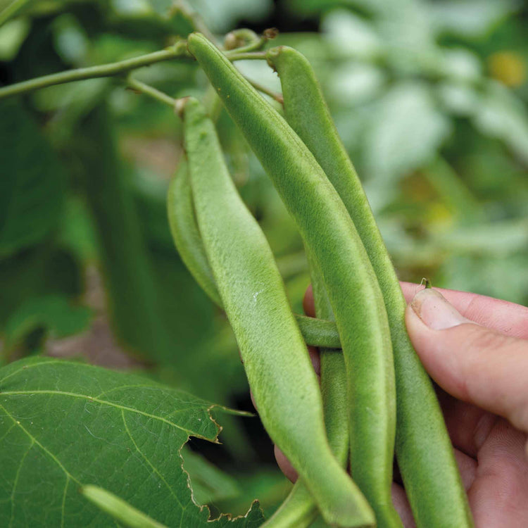 Runner Bean Plant 'Stardust'