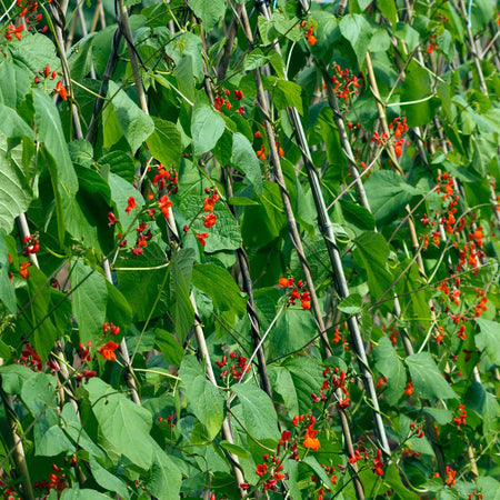Runner Bean Plant 'Bench Master'