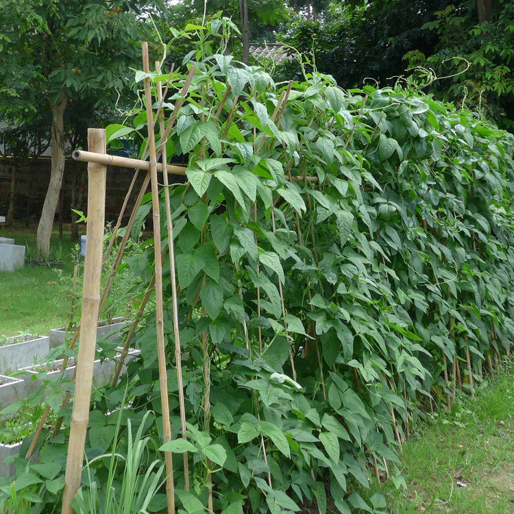 Runner Bean Plant 'Stardust'