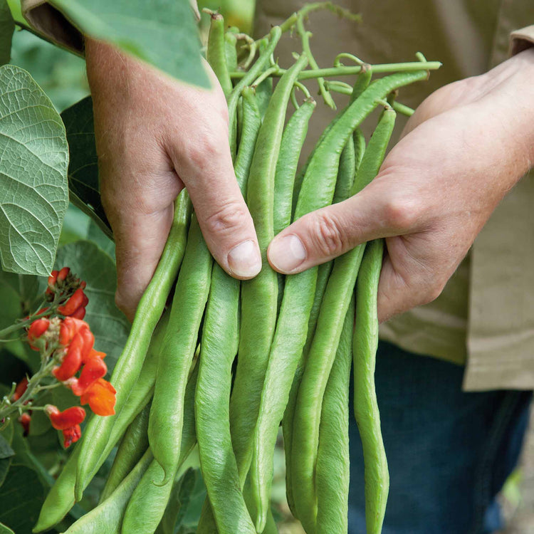 Runner Bean Plant 'Firestorm' and 'Stardust'