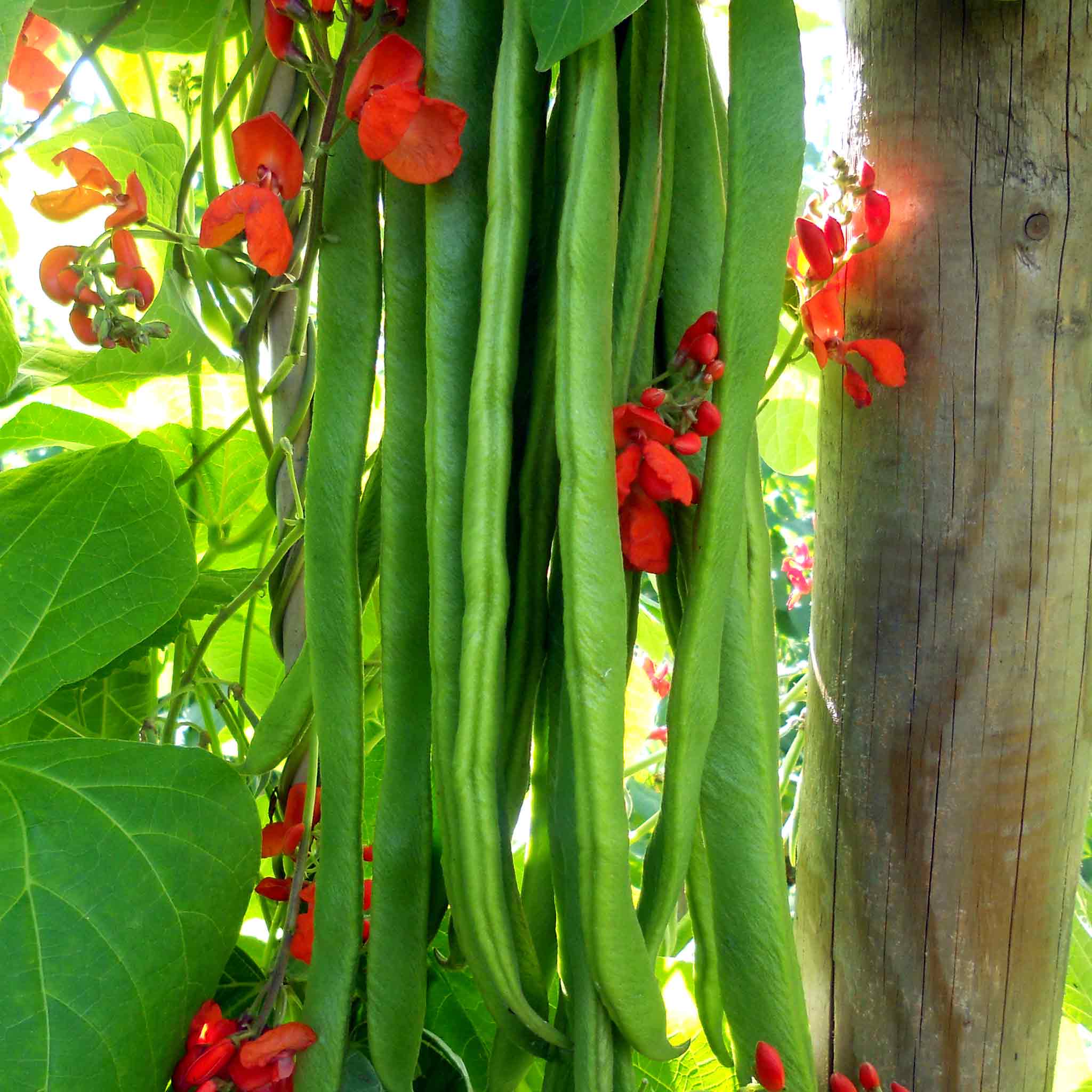 Runner Bean Seeds Firestorm