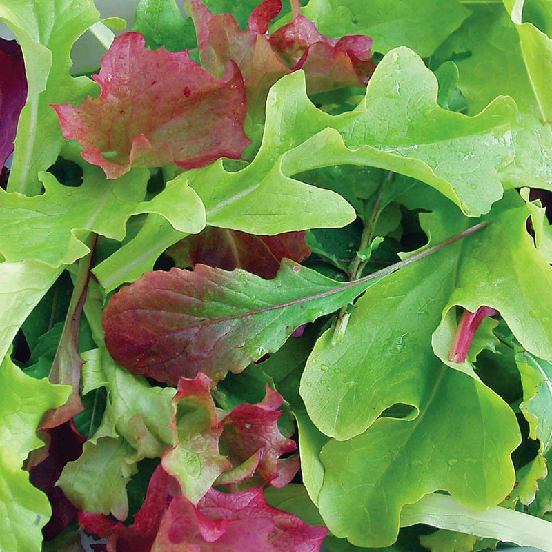 Salad Leaves Seeds 'Baby Leaf'