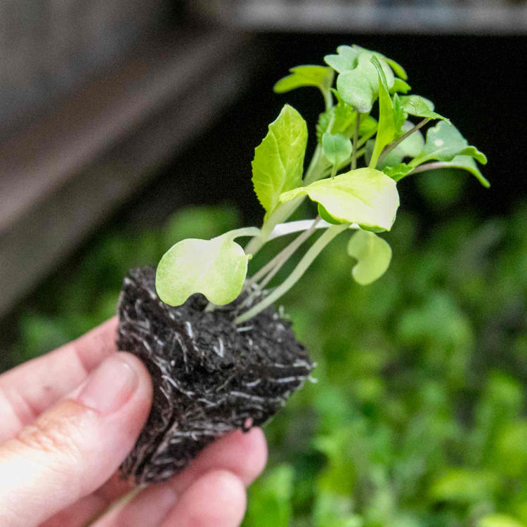 Salad Leaf Plant 'Bright And Spicy'