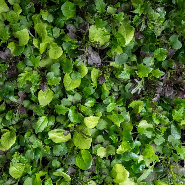 Salad Seeds 'Bright & Spicy' Mix