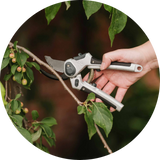 Cutting & Pruning
