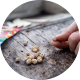 Seeds to Sow Now
