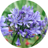 Agapanthus