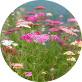 Achillea