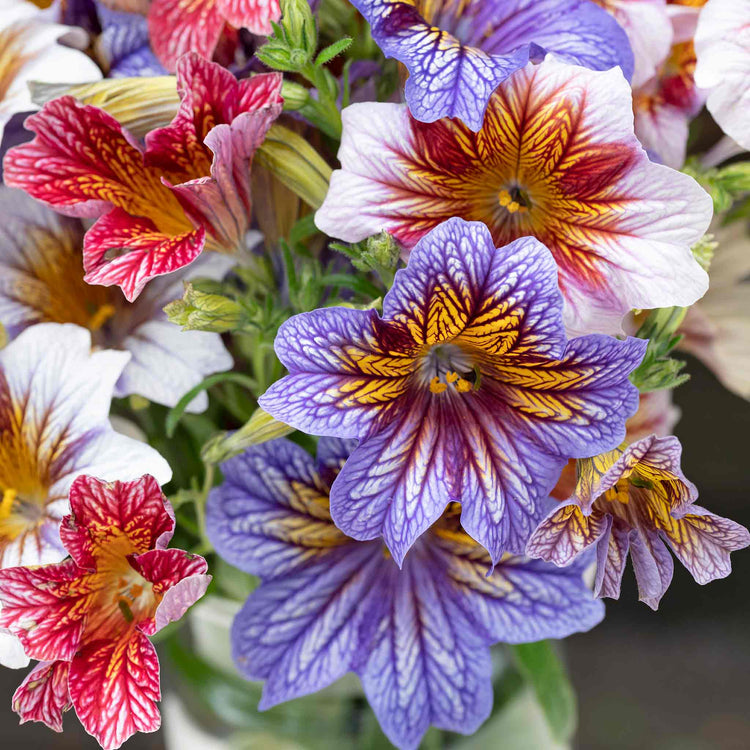 Salpiglossis Sinuata Seeds 'Tora Staring Eyes'