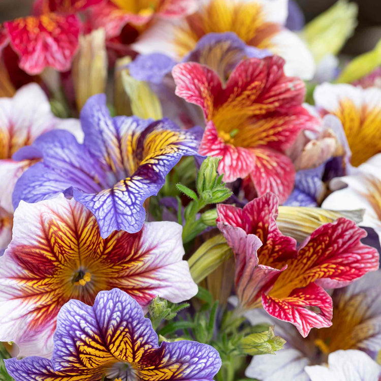 Salpiglossis Sinuata Seeds 'Tora Staring Eyes'