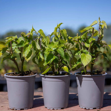 Salvia 'Amistad'