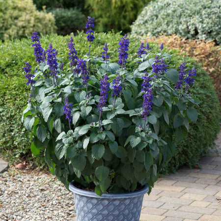 Salvia 'Big Blue'