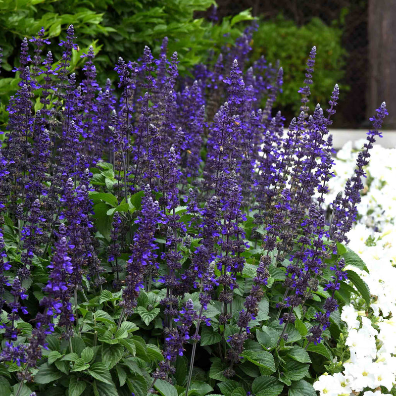 Salvia 'Big Blue'