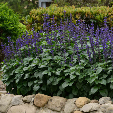 Salvia 'Big Blue'