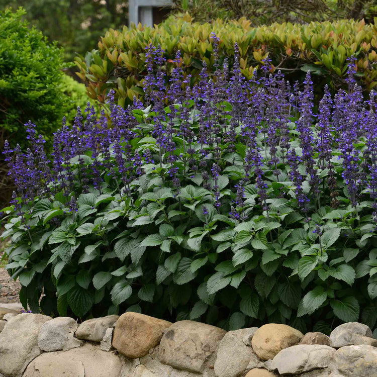 Salvia 'Big Blue'