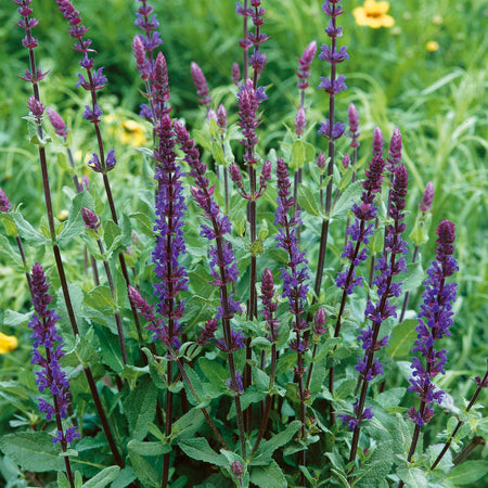 Salvia Plant 'Nemorosa Caradonna'