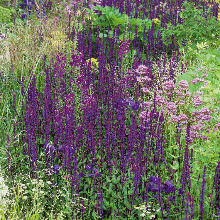 Salvia Plant 'Nemorosa Caradonna'
