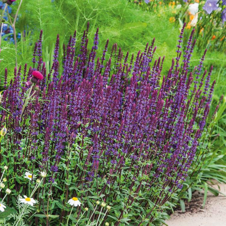 Salvia Plant 'Nemorosa Caradonna'