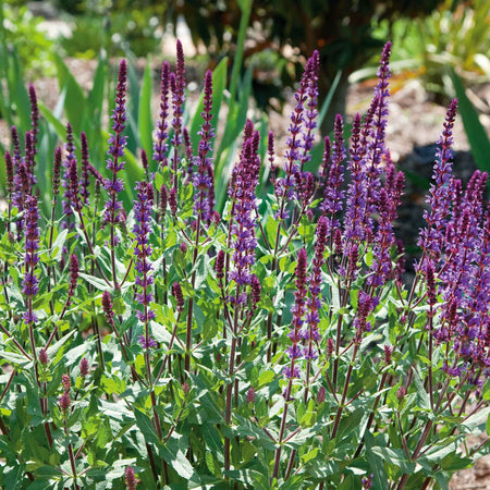 Salvia Plant 'Nemorosa Caradonna'