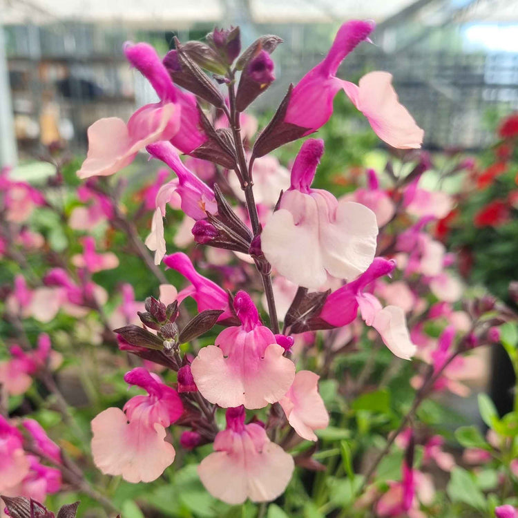 Salvia 'Melba Magic Peach'