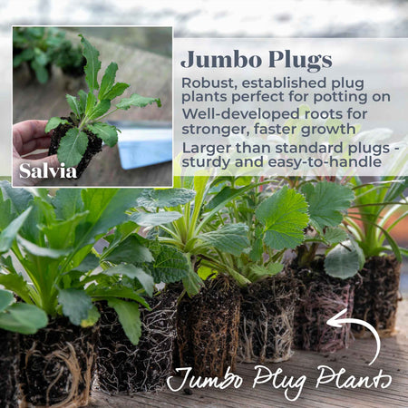 Salvia 'Salvatore Blue'