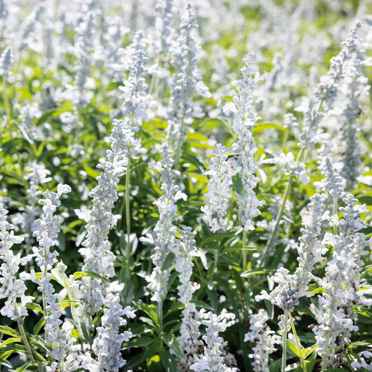 Salvia 'Farinacea Victoria Mixed'