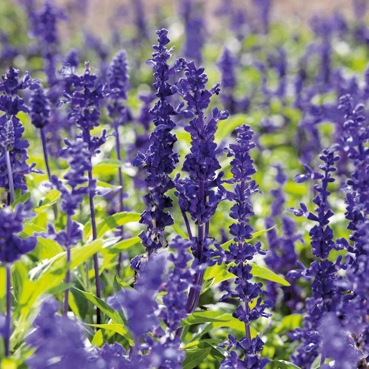 Salvia 'Farinacea Victoria Mixed'
